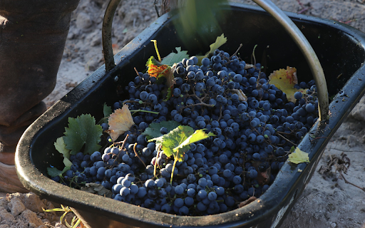 Basket of black grapes  from Chrome web store to be run with OffiDocs Chromium online
