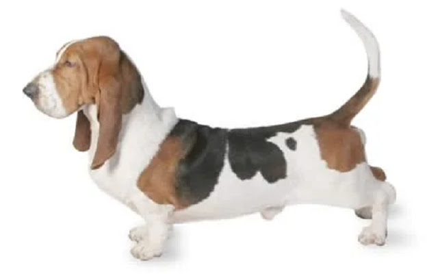Basset Hound Dog Breed Thanesix.com  from Chrome web store to be run with OffiDocs Chromium online