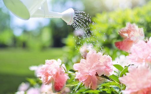 Bathing flowers  from Chrome web store to be run with OffiDocs Chromium online