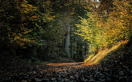 Beach of dry leaves from Chrome web store to be run with OffiDocs Chromium online Beach of dry leaves from Chrome web store to be run with OffiDocs Chromium online
