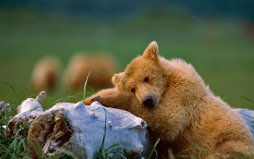 Bear2  from Chrome web store to be run with OffiDocs Chromium online