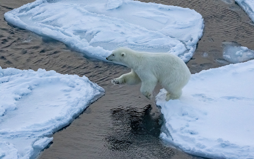 Bear Jumping on Ice  from Chrome web store to be run with OffiDocs Chromium online