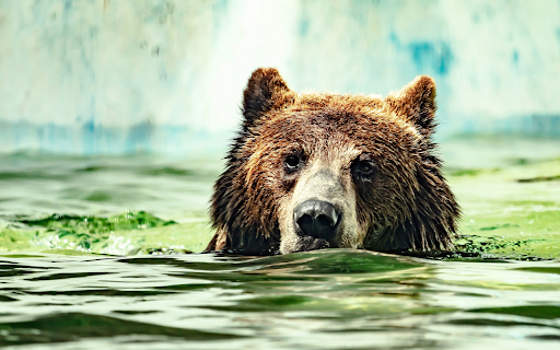 Bear swimming in the river  from Chrome web store to be run with OffiDocs Chromium online