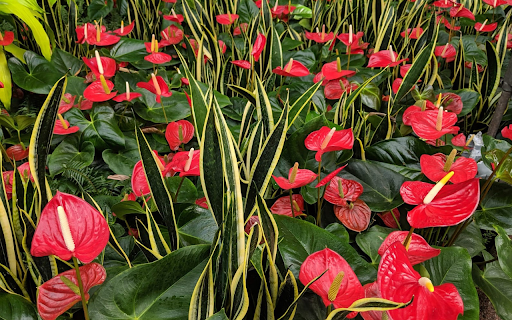 Beautiful anthurium flowers  from Chrome web store to be run with OffiDocs Chromium online