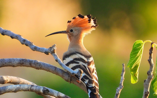 Beautiful bird and cat  from Chrome web store to be run with OffiDocs Chromium online