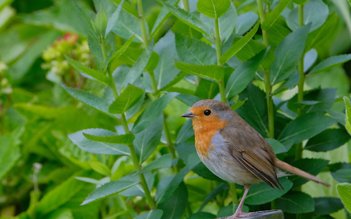 Beautiful bird on a young branch  from Chrome web store to be run with OffiDocs Chromium online