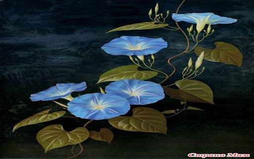 beautiful blue morning glory wallpaper  from Chrome web store to be run with OffiDocs Chromium online