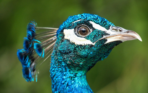 Beautiful blue peacock  from Chrome web store to be run with OffiDocs Chromium online