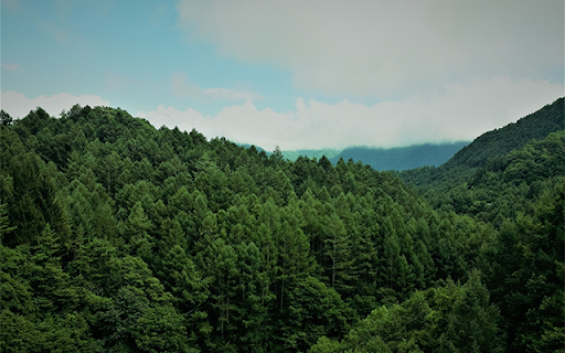Beautiful Blurred Green Forest At Freetubespot  from Chrome web store to be run with OffiDocs Chromium online