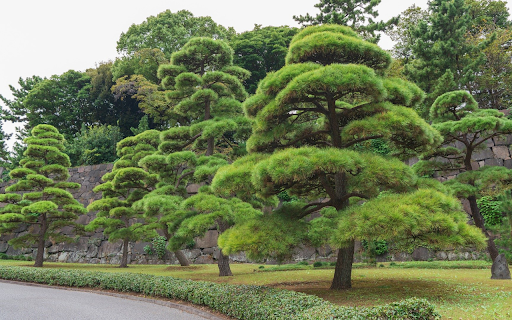 beautiful bonsai  from Chrome web store to be run with OffiDocs Chromium online
