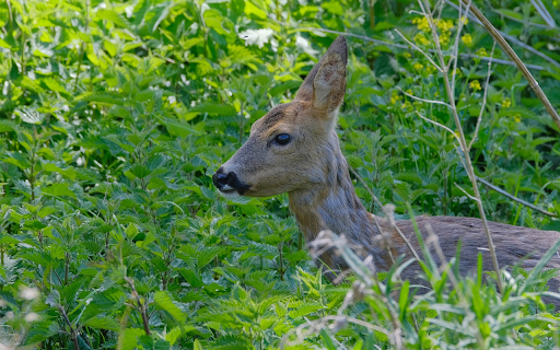 Beautiful brown deer  from Chrome web store to be run with OffiDocs Chromium online