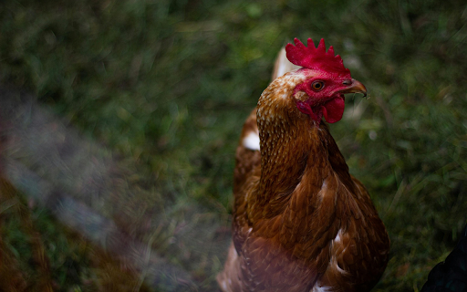 Beautiful brown hen  from Chrome web store to be run with OffiDocs Chromium online