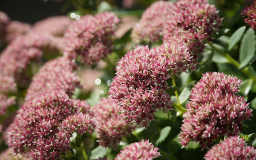 Beautiful bunches of flowers  from Chrome web store to be run with OffiDocs Chromium online