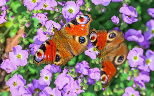 Beautiful Butterflies  from Chrome web store to be run with OffiDocs Chromium online