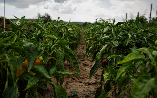Beautiful chili garden  from Chrome web store to be run with OffiDocs Chromium online