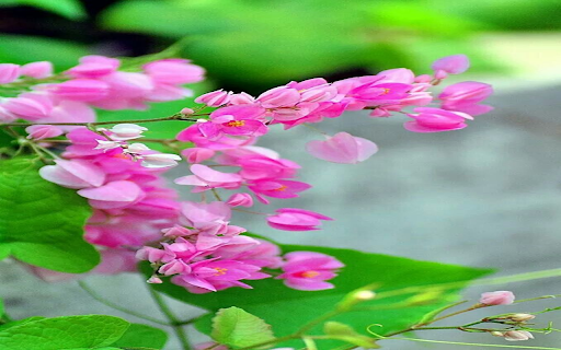 Beautiful Coral vine flower wallpaper  from Chrome web store to be run with OffiDocs Chromium online