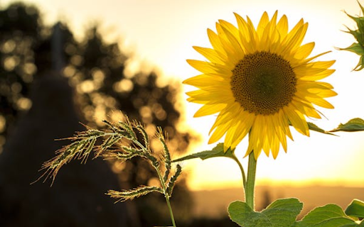 Beautiful daisies  from Chrome web store to be run with OffiDocs Chromium online
