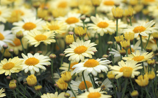 Beautiful daisy garden  from Chrome web store to be run with OffiDocs Chromium online