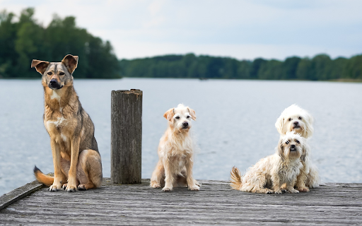 Beautiful dogs by the lake  from Chrome web store to be run with OffiDocs Chromium online