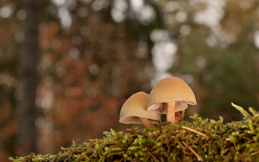 Beautiful dwarf mushrooms  from Chrome web store to be run with OffiDocs Chromium online