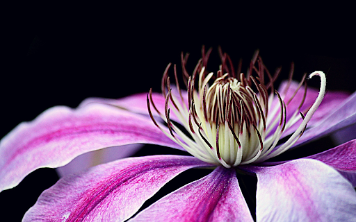 Beautiful flower  from Chrome web store to be run with OffiDocs Chromium online