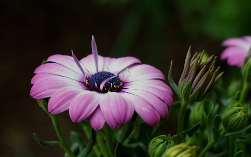 Beautiful flower buds  from Chrome web store to be run with OffiDocs Chromium online