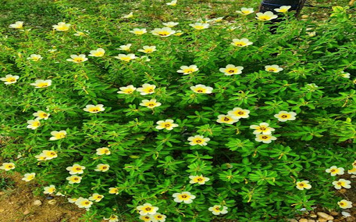 beautiful flower bush wallpaper  from Chrome web store to be run with OffiDocs Chromium online beautiful flower bush wallpaper  from Chrome web store to be run with OffiDocs Chromium online