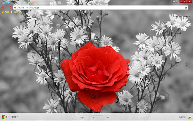 Fotografia natury pięknych kwiatów ze sklepu internetowego Chrome do uruchomienia z OffiDocs Chromium online