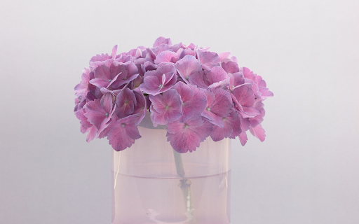 Beautiful flower petals  from Chrome web store to be run with OffiDocs Chromium online