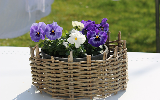 Beautiful flower pot  from Chrome web store to be run with OffiDocs Chromium online