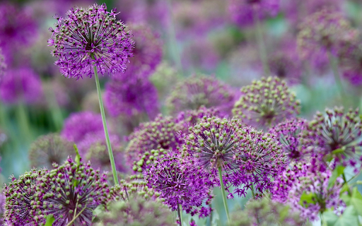 Beautiful flowers  from Chrome web store to be run with OffiDocs Chromium online