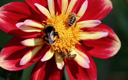 Beautiful flowers and bees  from Chrome web store to be run with OffiDocs Chromium online