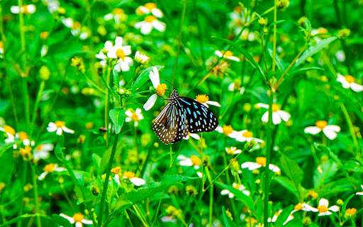 Beautiful flowers and butterflies  from Chrome web store to be run with OffiDocs Chromium online