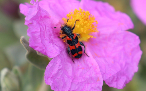 Beautiful Flowers and Insects  from Chrome web store to be run with OffiDocs Chromium online