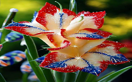 beautiful gladiolus wallpaper  from Chrome web store to be run with OffiDocs Chromium online