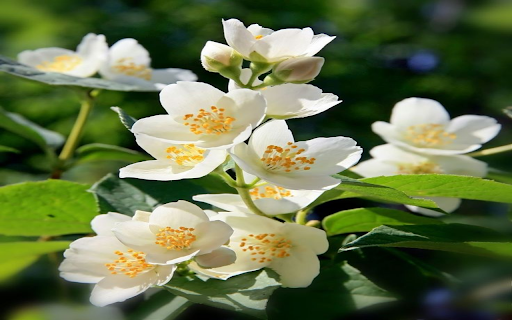 beautiful jasmine wallpaper  from Chrome web store to be run with OffiDocs Chromium online