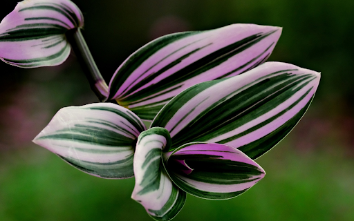 Beautiful leaves  from Chrome web store to be run with OffiDocs Chromium online