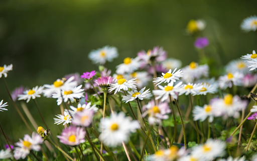Beautiful little chrysanthemums  from Chrome web store to be run with OffiDocs Chromium online