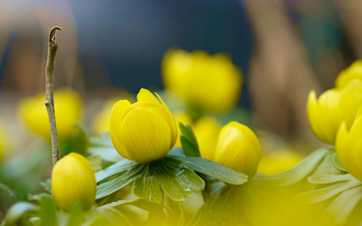 Beautiful little flower buds  from Chrome web store to be run with OffiDocs Chromium online