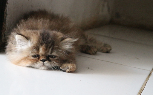 Beautiful little kitten  from Chrome web store to be run with OffiDocs Chromium online
