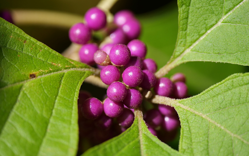 Beautiful little purple fruits  from Chrome web store to be run with OffiDocs Chromium online