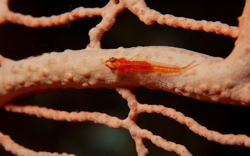 Beautiful little red fish  from Chrome web store to be run with OffiDocs Chromium online
