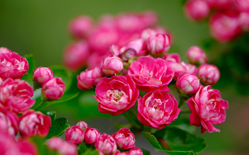 Beautiful little rose branches  from Chrome web store to be run with OffiDocs Chromium online