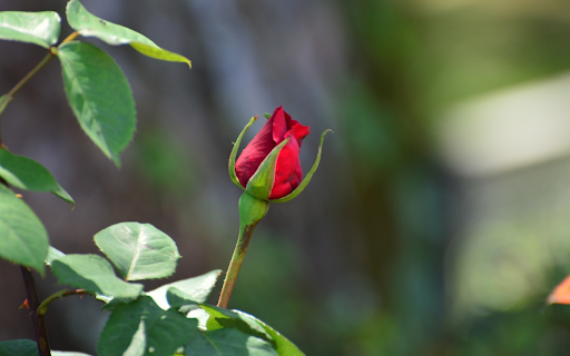 Beautiful little rose bud  from Chrome web store to be run with OffiDocs Chromium online