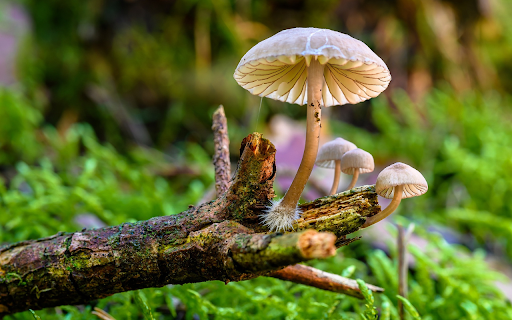 Beautiful little white mushrooms  from Chrome web store to be run with OffiDocs Chromium online