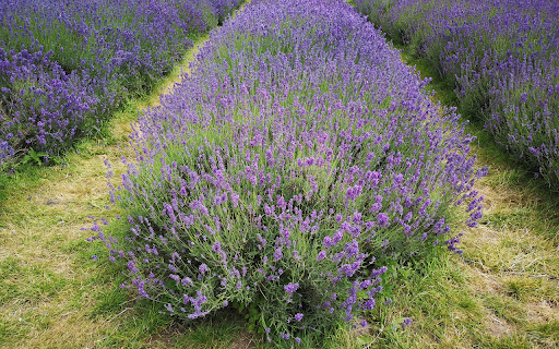 Beautiful long flower bed  from Chrome web store to be run with OffiDocs Chromium online