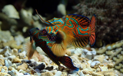 Beautiful mandarin fish with brilliant colors  from Chrome web store to be run with OffiDocs Chromium online