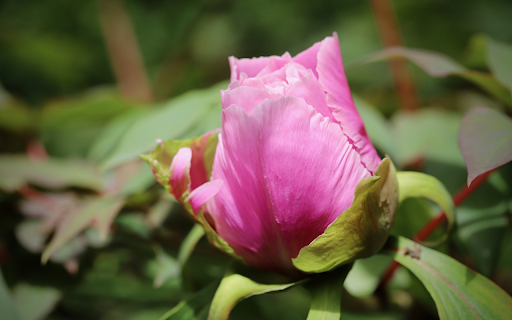 Beautiful national flower  from Chrome web store to be run with OffiDocs Chromium online