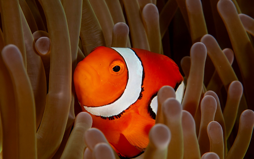 Beautiful orange fish  from Chrome web store to be run with OffiDocs Chromium online