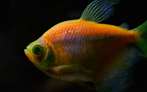Beautiful ornamental fish  from Chrome web store to be run with OffiDocs Chromium online